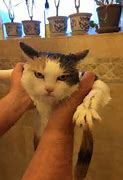 Image result for Funny Cats and Kittens