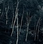 Image result for Woods Wallpaper 1920X1080