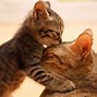 Image result for Cute Cats and Kittens Wallpaper