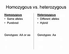 Image result for Heterozygous or Homozygous
