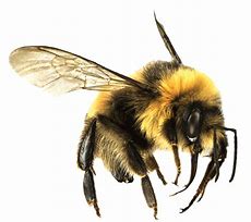 Image result for All Bee Free Meme