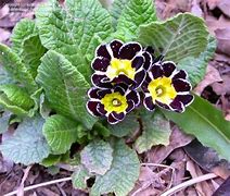 Image result for Primula Silver Lace Black