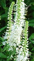 Image result for Veronica spicata Icicle