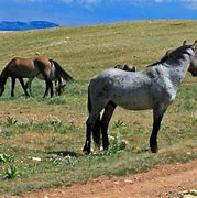 Image result for Common Horse Breeds