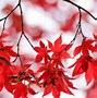 Image result for Red Maple vs Japanese Maple