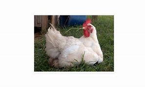 Image result for White Background Cluck