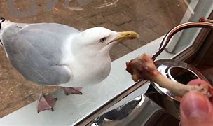 Image result for Seagull Eating Chicken