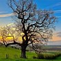 Image result for Cool Photography of Standing Tree