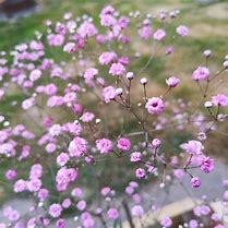 Image result for Gypsophila FESTIVAL Pink Lady