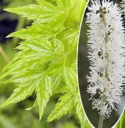 Image result for Actaea simplex White Pearl