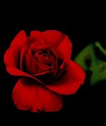 Image result for Red Rose Black Background Gold