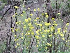 Image result for AZ Desert Weed with Yellow Flowera
