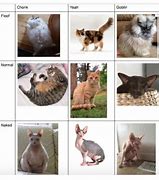Image result for Cat Chonk Meter
