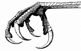 Image result for Claw Clip Art Black and White