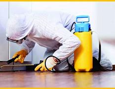 Image result for Best Mouse Exterminator