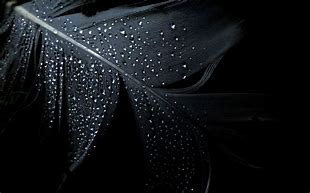 Image result for iPhone Black Feather Wallpaper