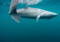 Image result for Greenland Shark Ocean Quahog