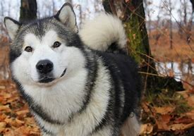 Image result for Cool Dog Alaska
