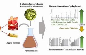 Image result for Bioactive Substances in Apple Pomace