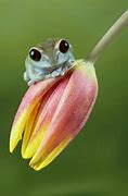 Image result for Adorable Baby Frog