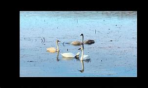 Image result for Swans Peace