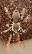 Image result for Hysterocrates Gigas
