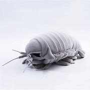 Image result for Isopod Anime