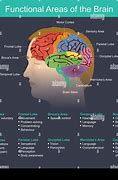 Image result for Working Memory Brain