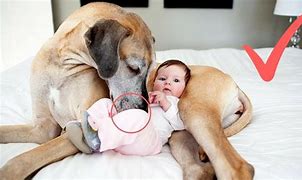 Image result for Funny Baby and Dog