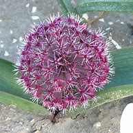 Image result for Allium karataviense Red Giant Star