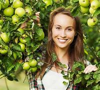 Image result for Free Stock Image Red Apple Tree