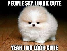 Image result for It's so Cute Meme