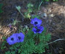 Image result for Anemone caroliniana