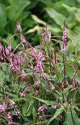 Image result for Persicaria amplexicaulis Pink Elephant