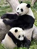 Image result for Nounours Panda