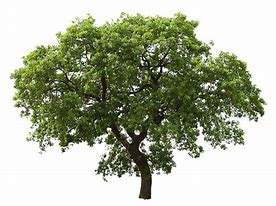 Image result for A Tree Cartoon