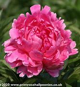 Image result for Paeonia Lactiflora Bunker Hill