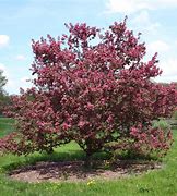 Image result for Rose Apple Trees as Hedge Rows
