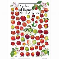 Image result for Mahogany Apple Poster
