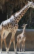 Image result for Zoo Animals Giraffe