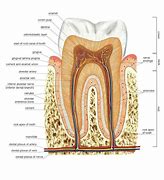 Image result for Parts of a Molar Tooth