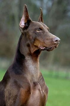 Dog Dobermann available as Framed Prints, Photos, Wall Art and Photo Gifts