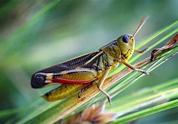 Image result for Different Grasshoppers