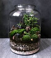 Image result for Tall Moss Terrarium