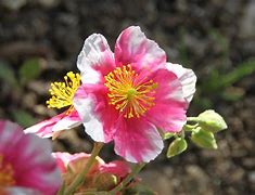 Image result for Helianthemum Raspberry Ripple