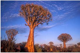 Image result for Africa Light Photo Gallery