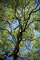 Image result for Curly Weeping Willow Tree