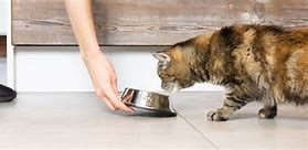 Image result for Give Me Food Cat