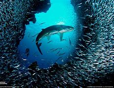 Image result for iPhone First Generation Fish Wallpaper