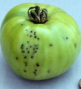 Image result for Speck Fruit